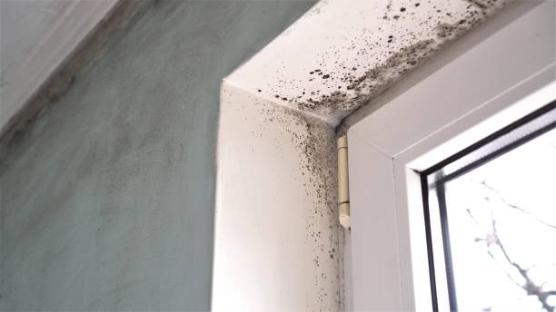 Best Basement Mold Remediation in Seaman, OH