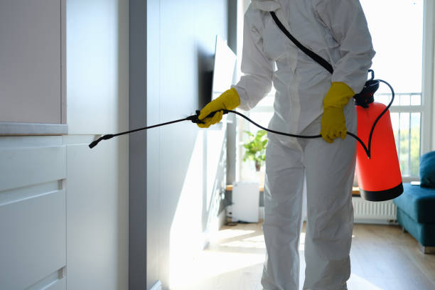 Best Post-Flood Mold Remediation in Seaman, OH