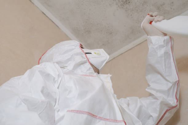 Best Emergency Mold Remediation in Seaman, OH
