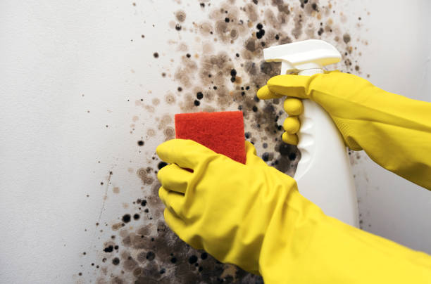 Best DIY Mold Remediation Support Services in Seaman, OH